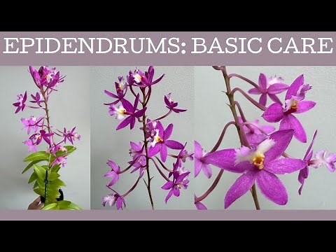 How to grow Epidendrums - Crucifix Orchids: Basic care