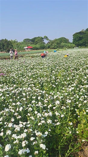 Video của đoàn văn đơn (@h.a.i.lua) với bản nhạc nhạc nền - an tịnh tâm