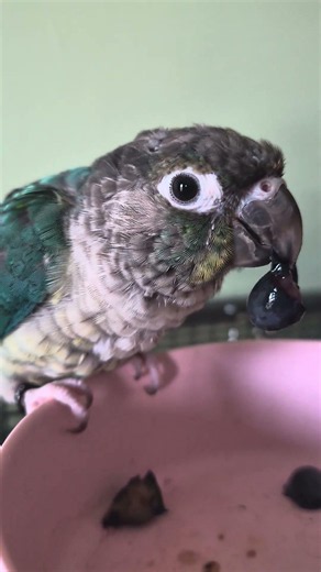 Green cheek conure sounds eating blueberries edition! 🫐 #greencheekconure #parrotlover
