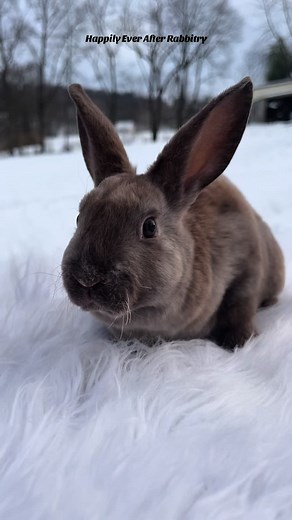 The sweetest little Mini Rex doe! #minirex #minibunny #plushfur #rexfur #dwarfbunny #dwarfrex #minidwarfbunny #bunny #rabbit
