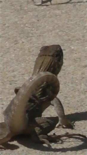 Interesting behavior of a curly-tailed lizard -- lots of tail movement! -- in The Villages, Florida