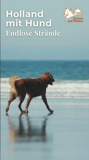 Urlaub in Holland mit Hund 🐾 Dein perfektes Ferienhaus