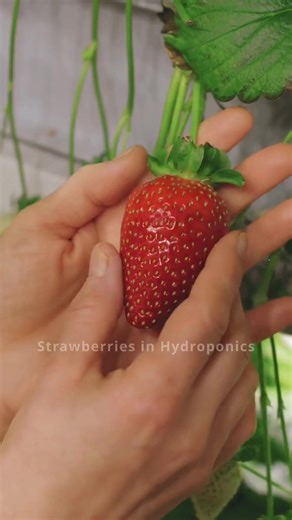 How to grow strawberries in hydroponics 🍓 #urban #urbangarden #urbangardening #gardening #gardening101 #gardentok #homegrown #veg #vegetables #food #urbangardener #hydroponics #urbangardeninglife #farm #farming #growfood