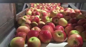 Here come some Somersets up the conveyor! | Apple Works