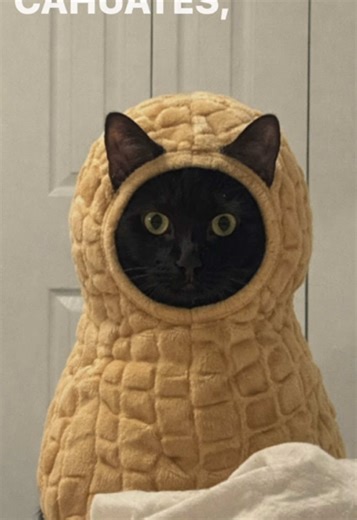 Disfraces de Cecehuate y Pistache