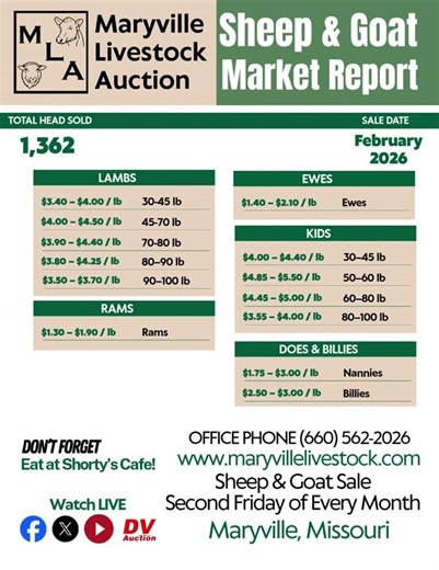Maryville Sheep & Goat Market Report | 1,362 Head Sold | Feb 2026 #aglivestream #sheepandgoatmarket