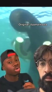 1.3K views · 38 reactions | “Can elephants swim” ： “Can I swim？ Pull up in the Sri Lanka WHAT” #elephant#nature#history | Mndiaye97 | Facebook