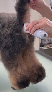 67K views · 5.8K reactions | Miniature poodle Ford and his teddy groom 殺 #miniaturepoodle #doggrooming #poodle #doggram #doggroomer #doggroominglife | Garbanius Grooming | Facebook