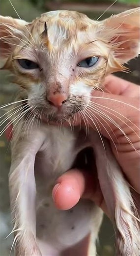 Man Finds Dying Kitten in Dirty Lot and Gives It a Life Changing Ending