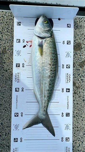 How to fish with 3 gram micro jig 🎣🇳🇿