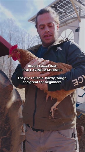 This Chicken Breed Changes Everything