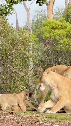 Lion Babies Playing Carefree Without Leaving Mother's Side