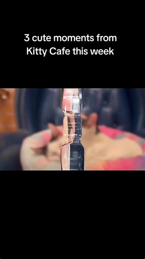 Cutest moments from Kitty Cafe this week #kittycat