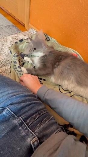 Mamba had his eye surgery for his Entropion on Wed. His recovery started out rough but we are hoping this will significantly help him once he is fully recovered. We are thankful he has such a wonderful foster family who has gone above and beyond for him despite some of the challenges he has faced 💙 | Susie Q's Rescue