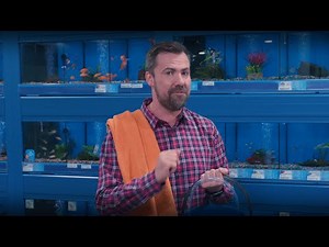 How to clean a fish tank