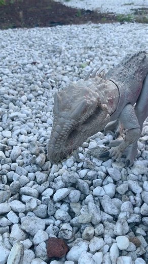 the battle of the Dominus Rex .pt1 #jurassicworld #dinosaur #jurassicpark ￼￼￼