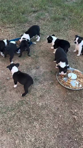 This adorable Boston pup is looking for a family to snuggle up with! Will you be the one? 🐶💖 #PuppyAdoption #BostonTerrier #FureverFamily #LoveAtFirstBark #AdoptMe