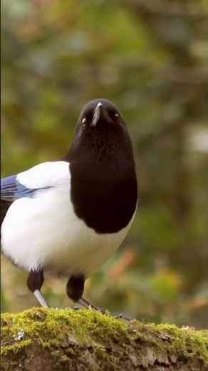 Ruf der Elster (Katzen hassen diesen Trick!)