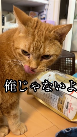 It's not me, American Shorthair cat, messy, Ume Ren