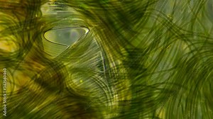 Green algae of the cyanobacteria Oscillatoria under the microscope, the family Oscillatoriaceae, the threads in the colonies can slide and move to the light source for photosynthesis. It is believed t