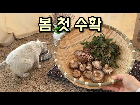이걸 다 땄어요! 0원으로 즐기는 시골 밥상 🍄‍🟫