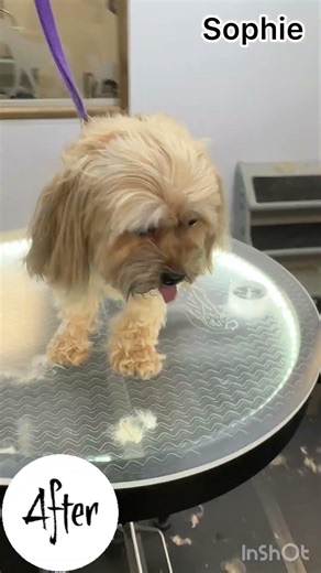 From fluffy to fresh ✨ Sophie & Ollie the Shorkies after their glow-up!