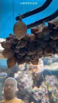 Man Found octopus Eggs
