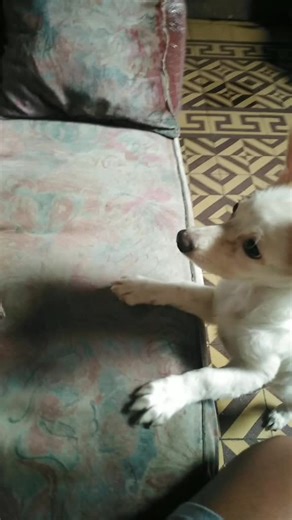 #myboo #puppiesoftiktok #dog #fyp