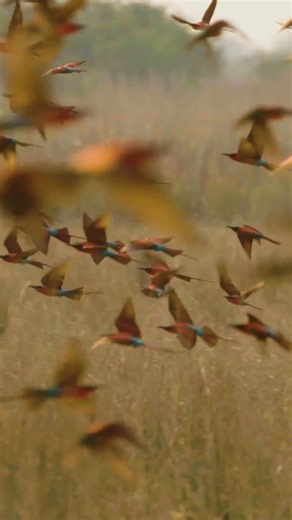 From the flash of a Carmine Bee-eater’s wings to the graceful glide of a Pelican, Namibia’s skies are alive with colour, rhythm, and freedom. Take a moment to look up - nature’s masterpiece is already in motion. Discover the wild beauty of Namibia with Gondwana Collection Namibia: https://hubs.la/Q03Pr3-Y0 #gondwanalodges #namibia #roadtrip #travelnamibia | Gondwana Collection Namibia