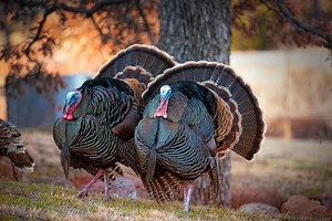 Tips for Preparing for a Successful Turkey Season  - Game & Fish