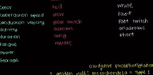 Type 1 and type 2 muscle fibers