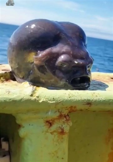 Mysterious Alien-Like Fish Caught by Russian Fishermen