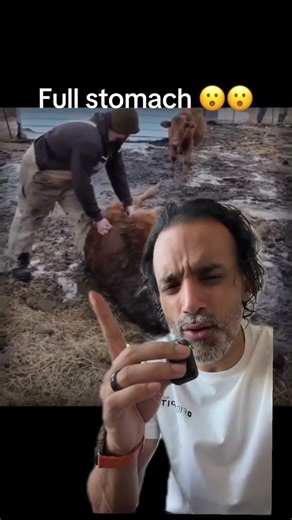 ruminal trocarization, an emergency procedure where a cannula punctures a cow’s distended rumen to