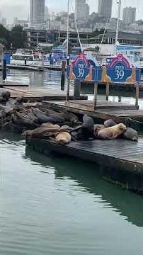 31 Oct 2025 - #SeaLions #Pier39 #MorningRide #SanFrancisco #California #Repost