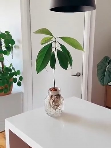 Growing an Avocado Plant from Seed to Plant