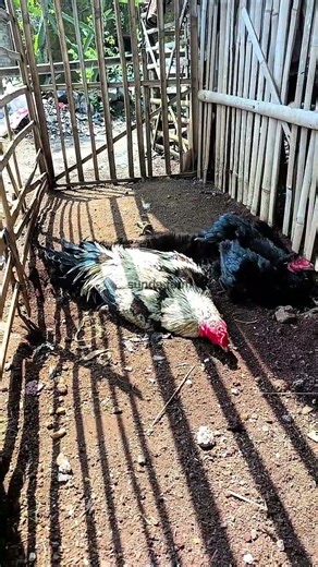 Lagi pada kipu pejantan ayam #sundafarm