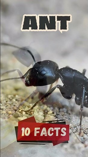 10 Fascinating ant Facts for Kids | Fun and Educational Discover the World of Ants #ants #antsfacts