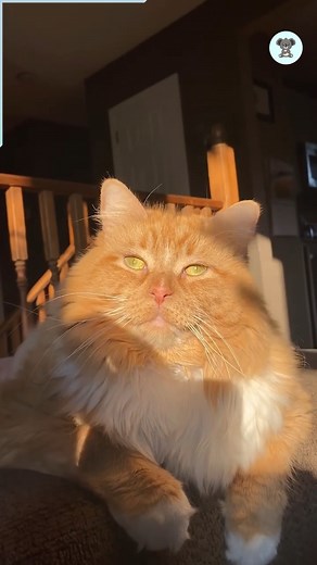 Chubby cat loves to play with her bowl 🐱 | The Koala