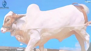 39 reactions | CALL 0310 122243 / 03330414449 LAAL PASSAY CHOTA SA CHEHRA殺 LAJAWAB BACHRA懶 朗 BHOLA朗 PERFECT BACHRA FOR QURBANI LOVER'S  ALPHA CATTLE FARM   LOCATION JAMEEL MEMON COLONY | Karachi Cow Mandi Services | Facebook