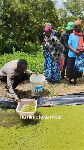 Azolla Farming: Kutoka mbali kwa Maendeleo ya Kilimo