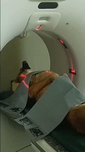 Dog inside the CT scan machine
