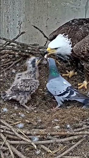 A beautiful birds nest video #birds #nest #nature #naturesvoice #birdsounds #birdsong