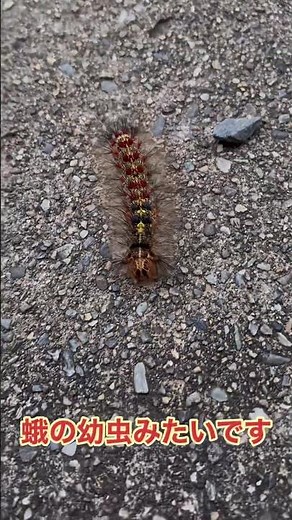 毛虫 リアルなニャッキ発見！！ マイマイガ幼虫 #ニャッキ #毛虫