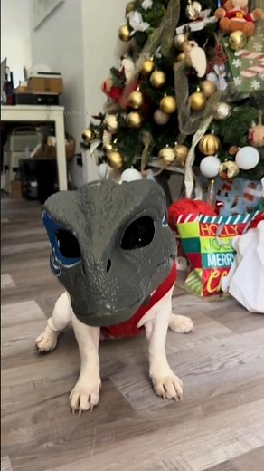 इस Dog को Dinosaur का Mask पहनाने पर क्या होता है ?