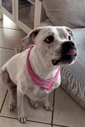 Hilarious Dog Prank Reactions You Have to See