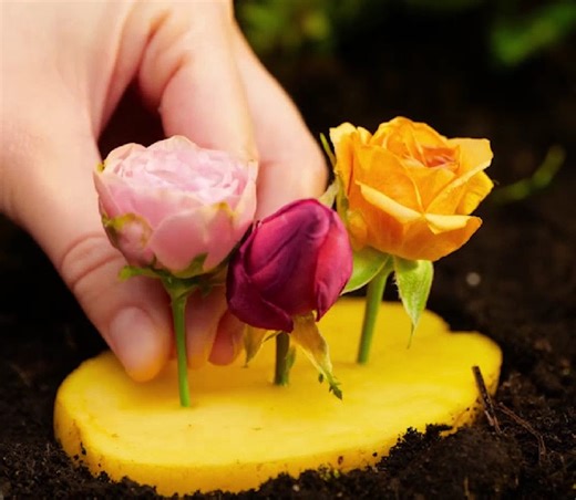 412K views · 1.5K reactions | Amazing Spring 2025 Garden & Yard Hacks You Need to Try! | 5-Minute Crafts | Facebook