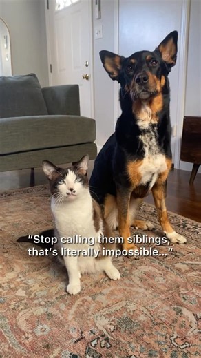 Louie | Aubrie | Carmie on Instagram: "Guys they’re literally from the same litter idk what to tell you 🤷🏼‍♀️ Both of them looking at me filming like 👀😂 . . . . Inspo: @rhubarbthedoggo 💚 #cats #catsofinstagram #tripodcat #rescuedog #viraltrend"
