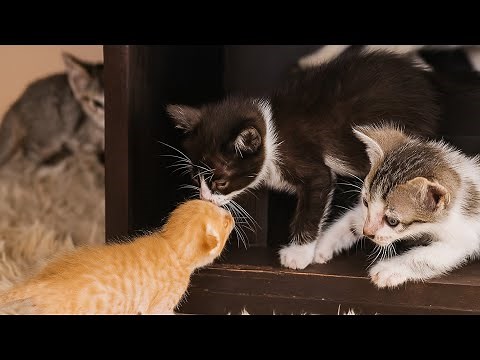 Orphan Kitten’s First Walk Toward Adopted Mama Cat Changed Everything 💞