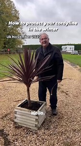 27K views · 332 reactions | How to protect you cordyline #plants #gardening #garden #plantsplantsplants #gardens #plantsmakepeoplehappy #plant #plant #plant #gardenhacks #gardenhack | Dave The Plantman | Facebook