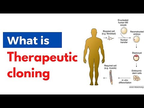 What is therapeutic cloning?